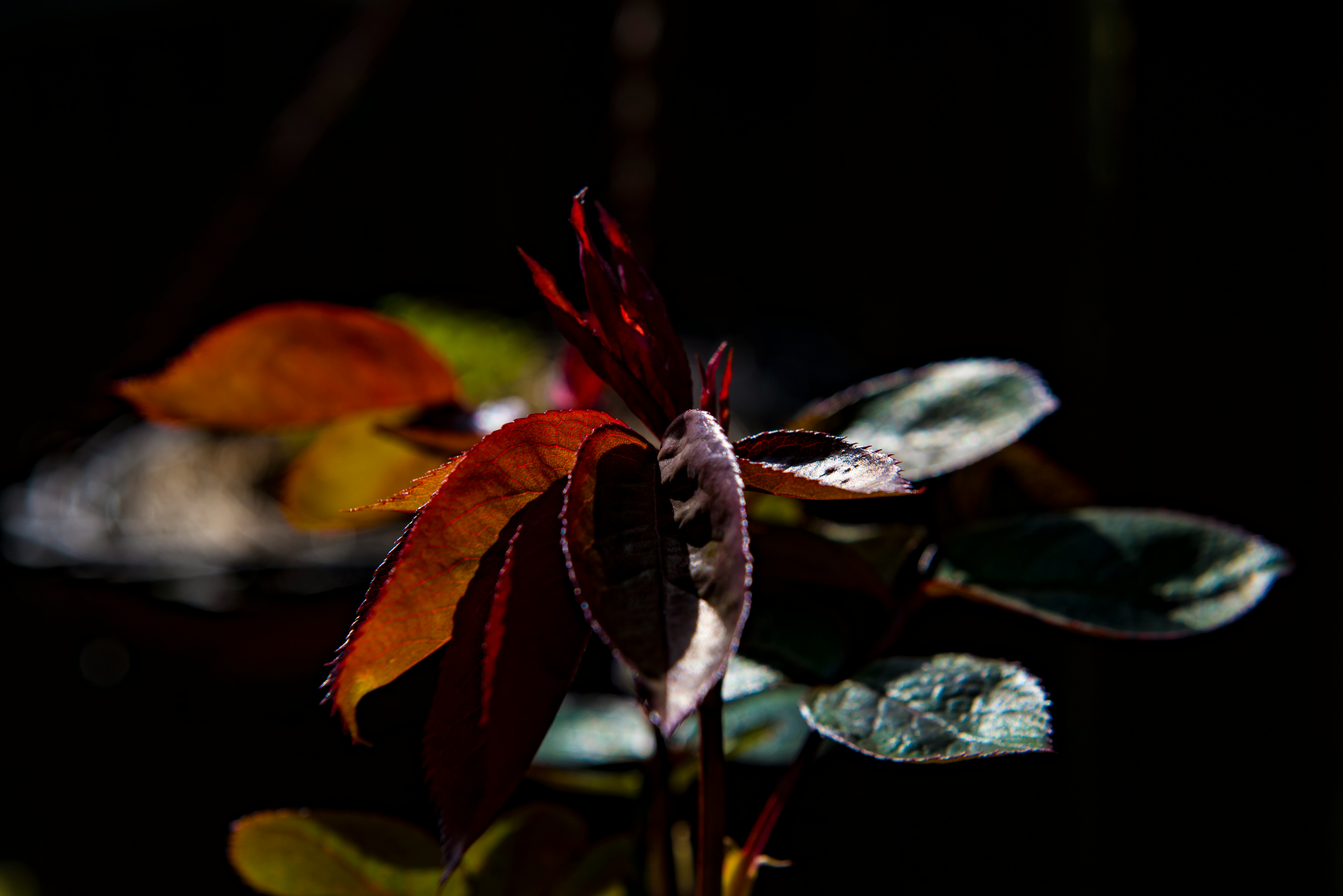 red and green leafed plant